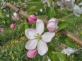 Apfelblüte in Südtirol