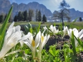 Blühende Krokusse im Frühling